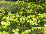 FZ026696 Yellow flowers.jpg